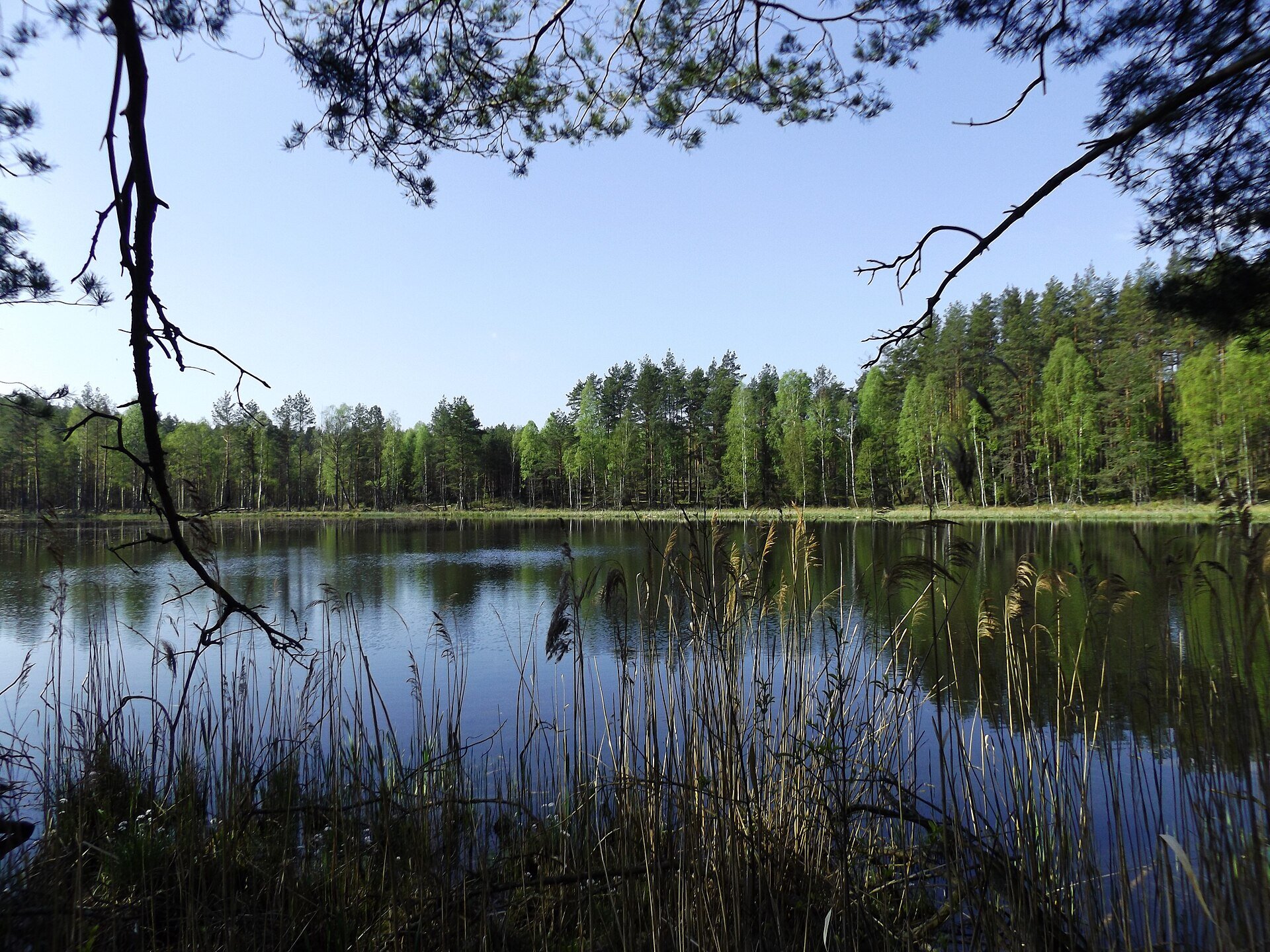 Jedwabno: Leśne jeziorko koło wsi Czarny Piec - panoramio
