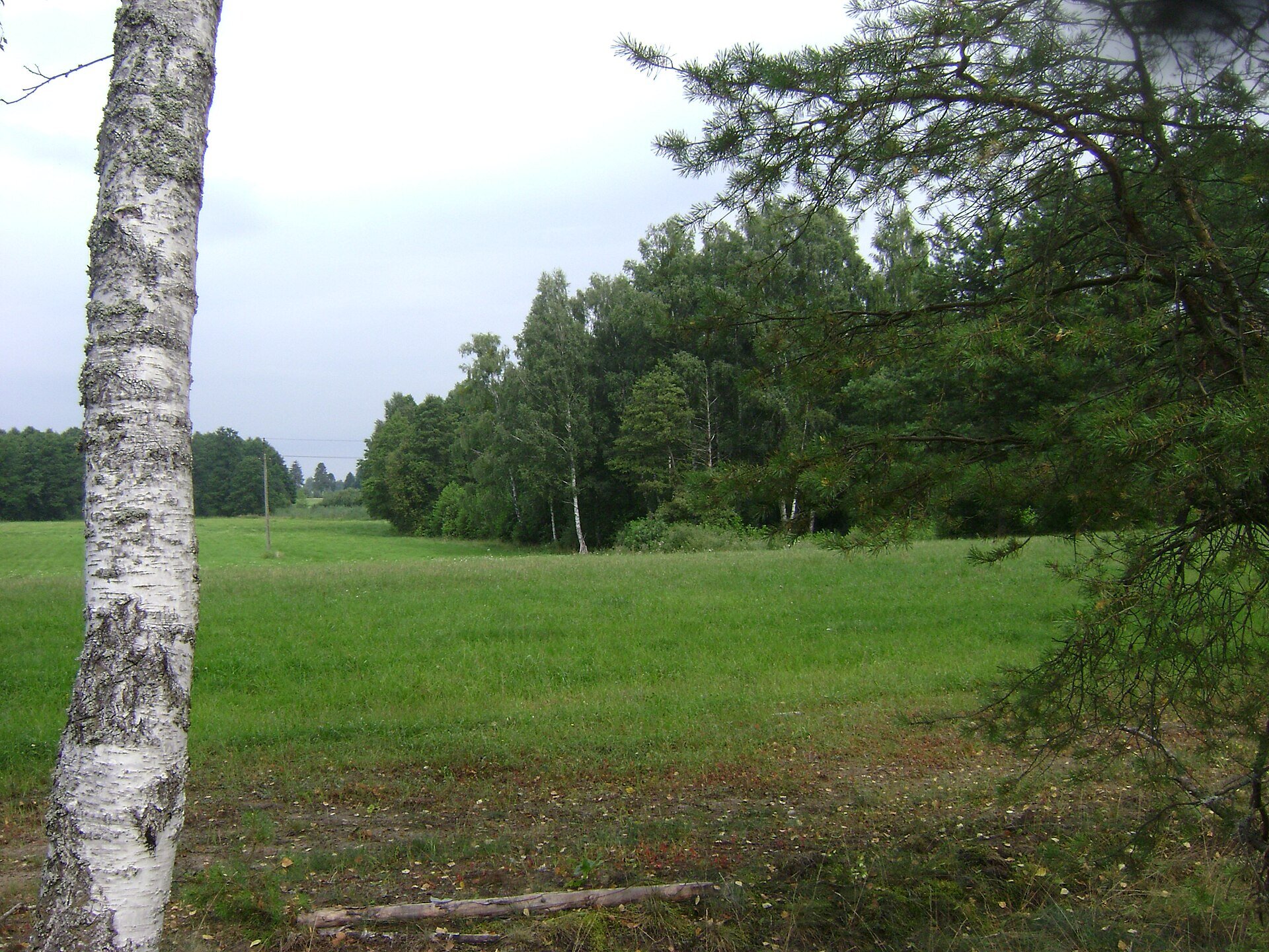 Jedwabno: Poland. Gmina Jedwabno. Forests 005