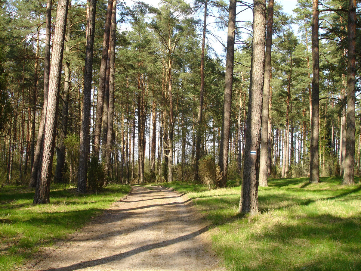Świętajno: Mazury - las okolice Zyzdrojowej Woli - panoramio